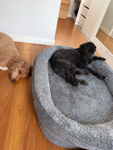 Reviewer's black dog relaxing in the grey orthopedic dog bed, with another dog lying on the floor next to it.