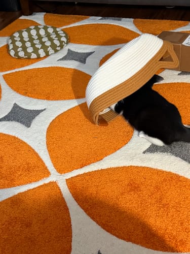Customer photo review of Instinct Basket | Meet the first research-backed natural territory for indoor cats