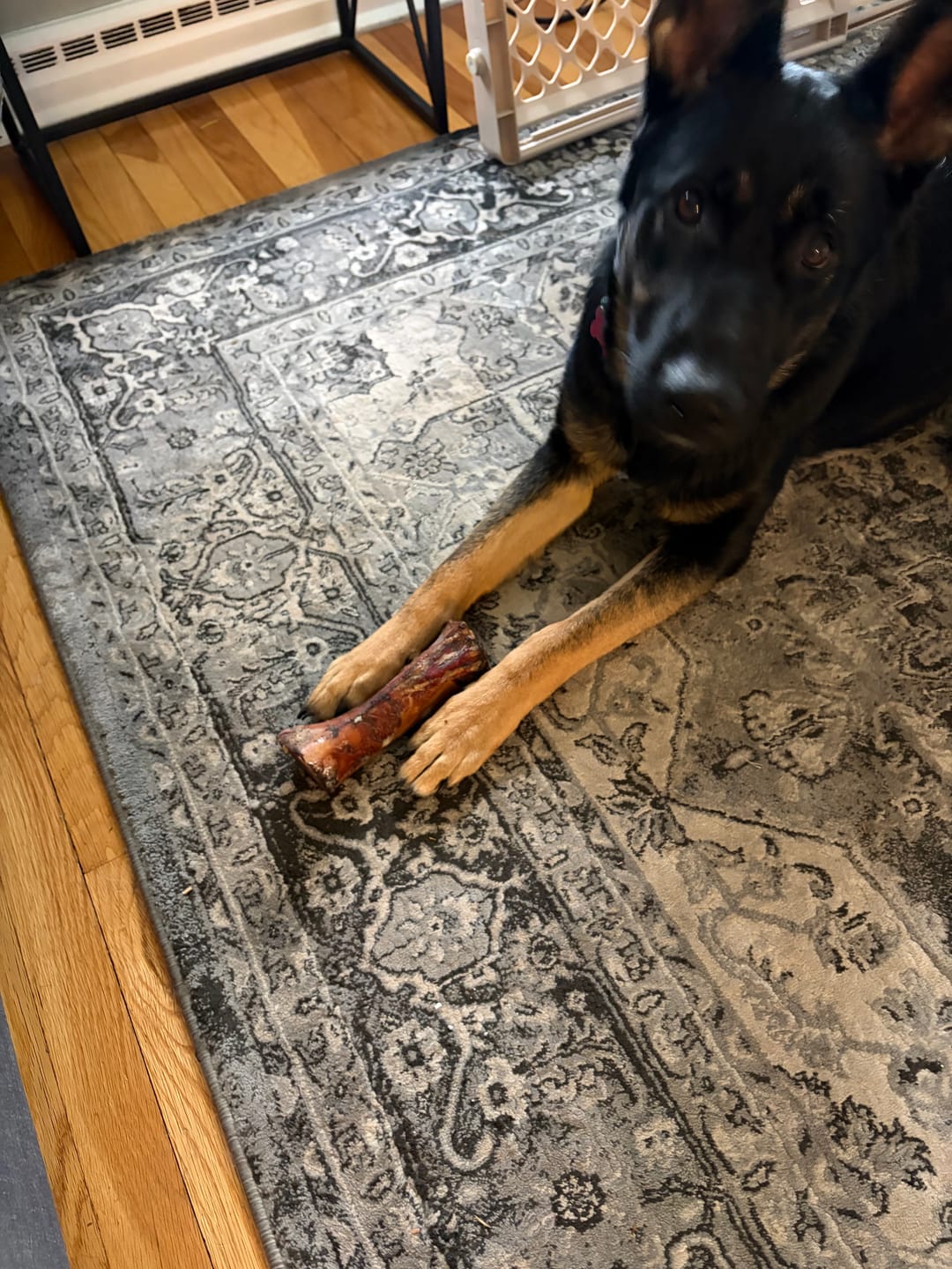 Customer photo review of Large Dog Black Friday Bundle (Your 12oz Jerky+2 Large Bones+12" Hick. Bully)