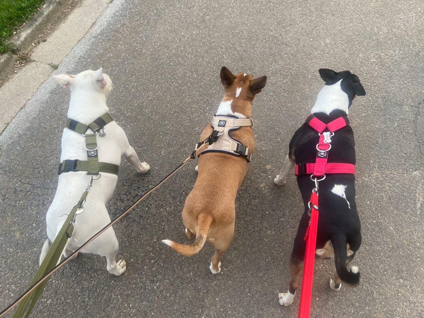 Customer photo review of Comfort Premium Harness | Non Restrictive - Tan