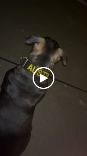 Customer video review of 5cm Lighter Combat® Collar | With Handle Secure Clip - Black x Yellow