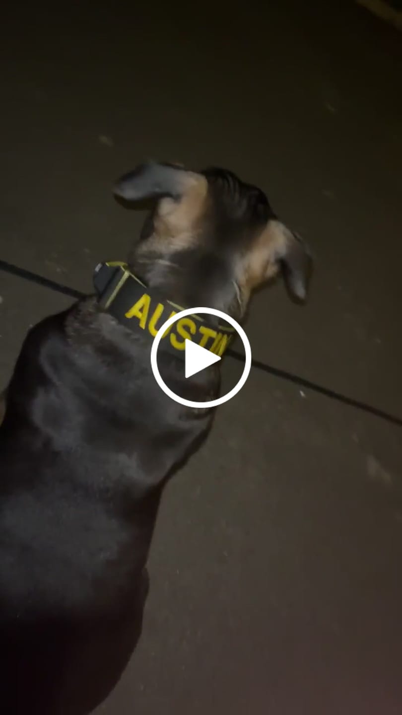 Customer video review of 5cm Lighter Combat® Collar | With Handle Secure Clip - Black x Yellow