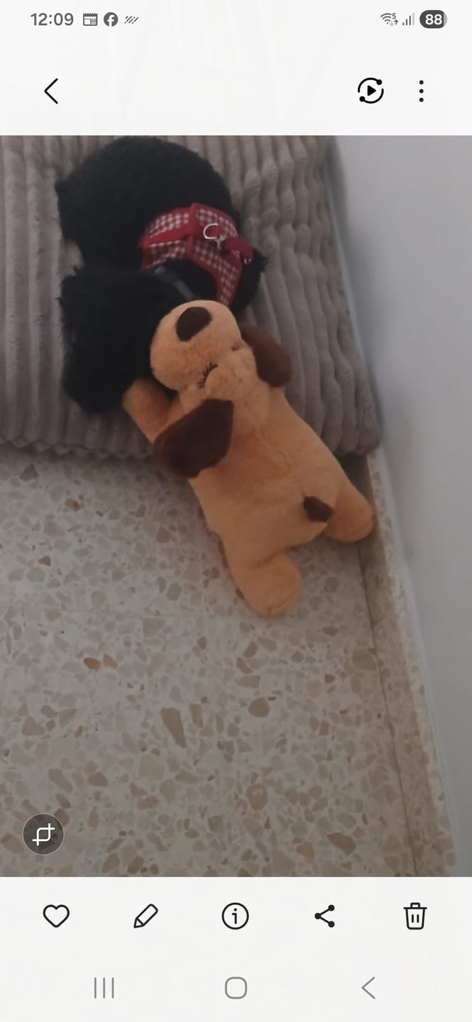 Customer photo review of Peluche Antiestrés para Mascotas