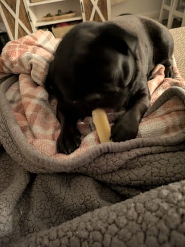Reviewer's black pug lying on a blanket and chewing on a Long-Lasting Yak Chew.