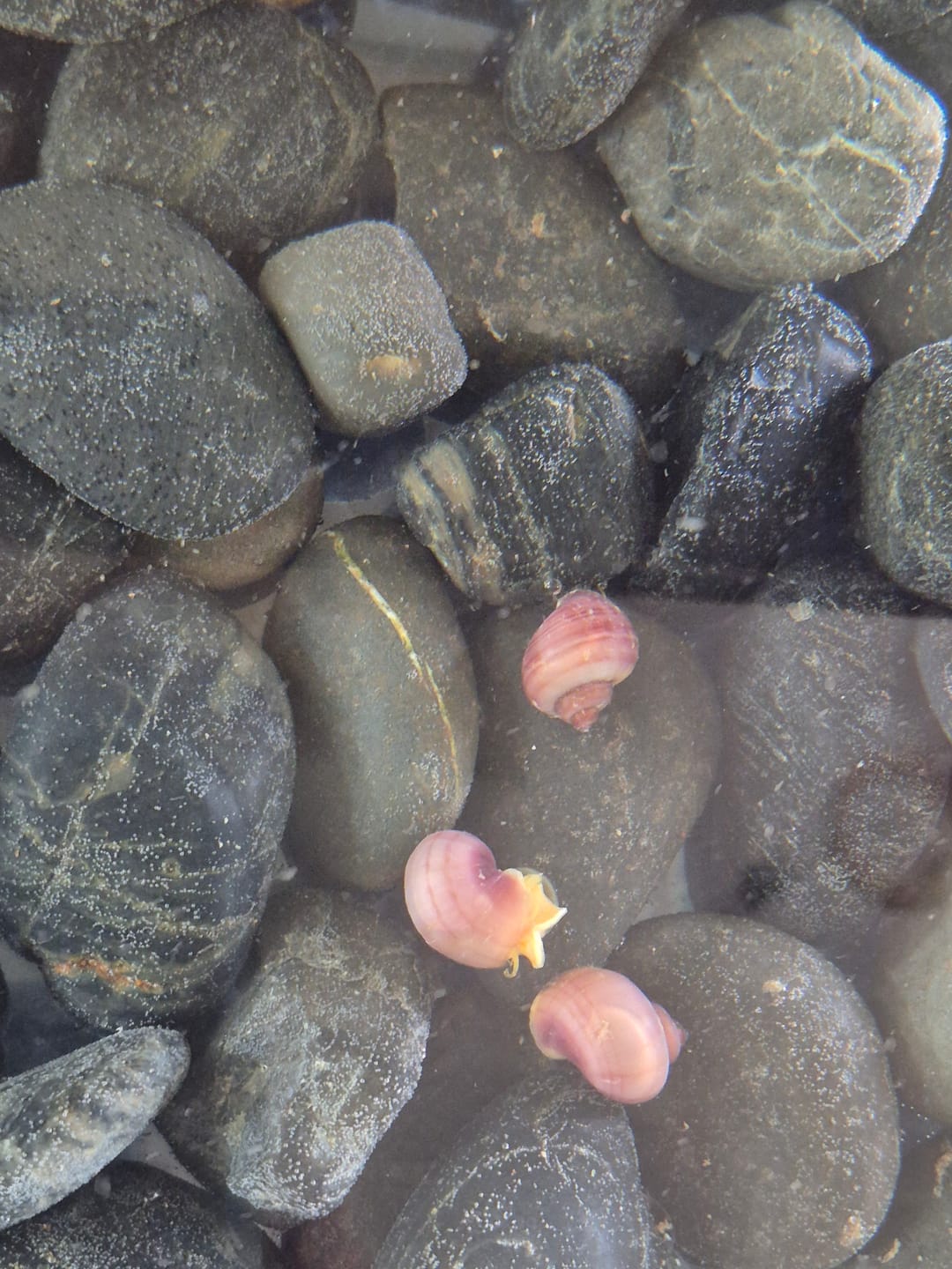 Customer photo review of Magenta Mystery Snail