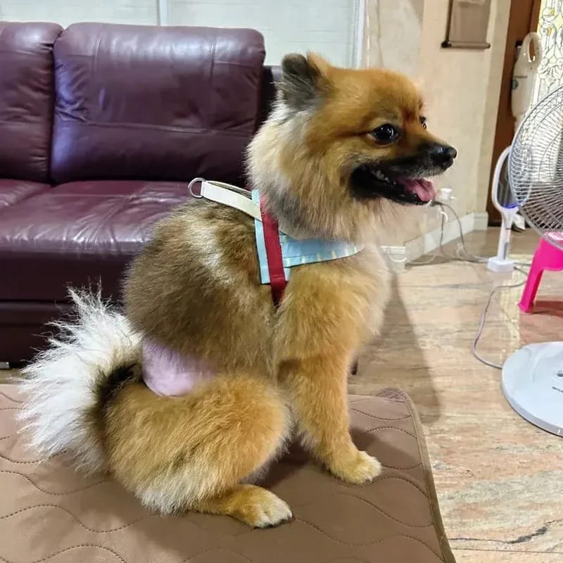 Customer photo review of Mist and Merlot Pet Harness & Leash Set