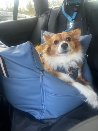 Customer photo review of The Dog Dock V2 New & Improved with ISO Fix