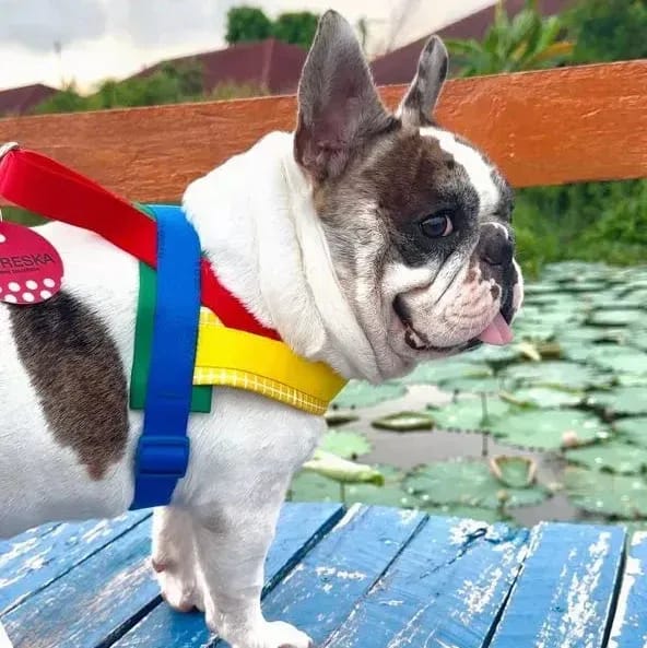 Customer photo review of Chroma Pet Harness & Leash Set (Yellow)