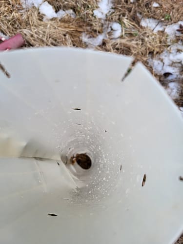 Customer photo review of Hybrid Chestnut