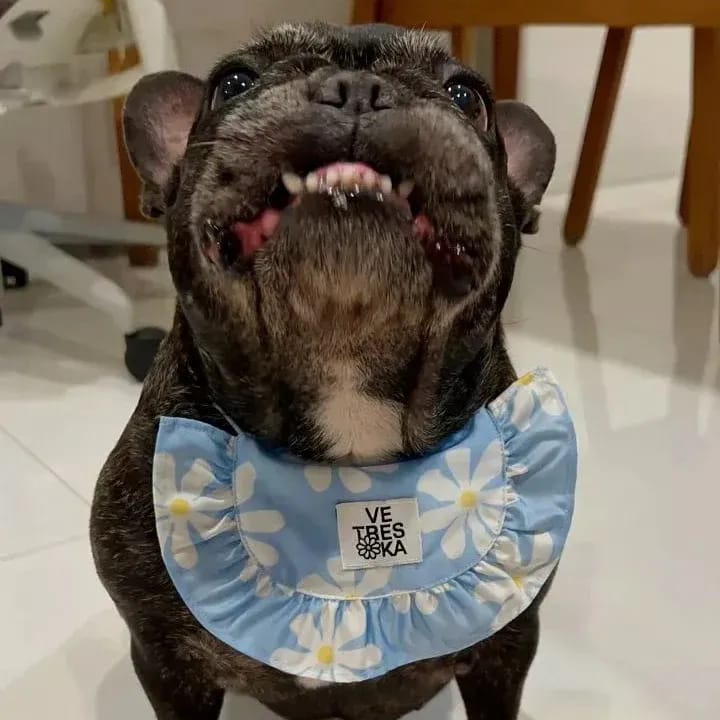 Customer photo review of Daisy Pet Bib