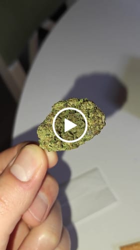 Customer video review of Miracle Alien Cookies (CALI) THCA Flower