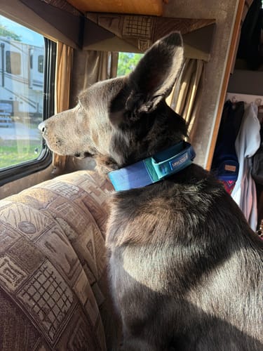 Reviewer's German shepherd wearing the blue Comfort Control Collar while looking out the window of a camper.