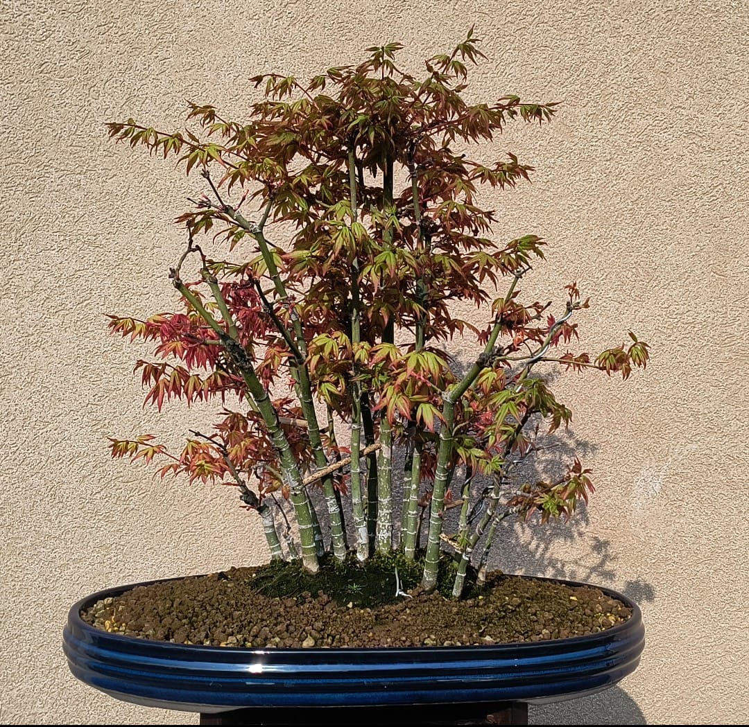 Customer photo review of TNT STARTER TURBO CONCIME PRIMAVERILE BONSAI PREMIUM CB®