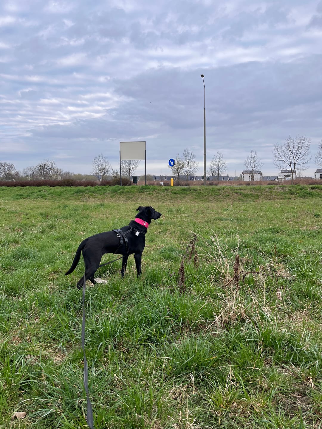Customer photo review of Szeroka obroża z klamrą - Active Różowa
