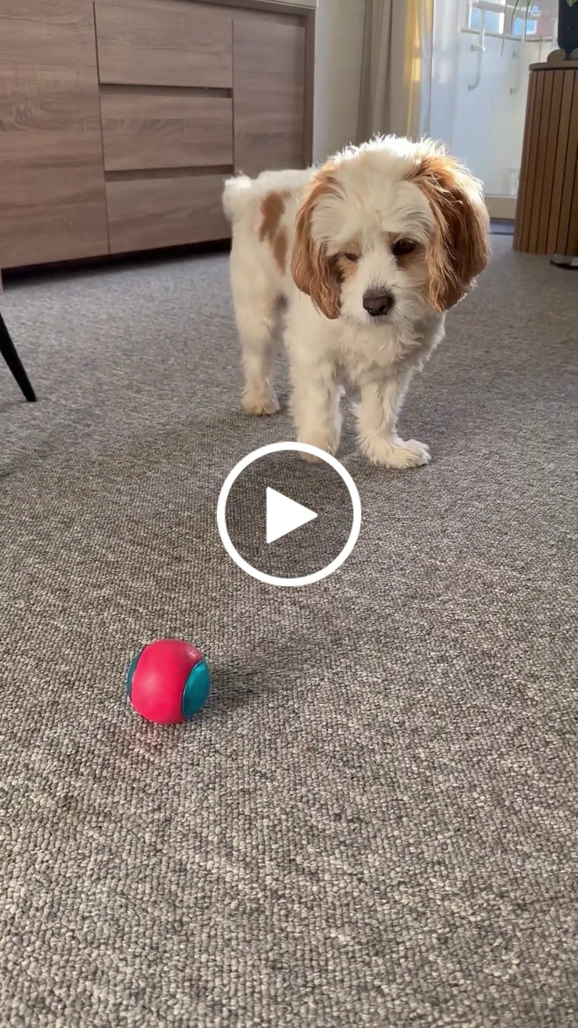Customer video review of KONG - Flerfarvet Action Bolde 3 stk.