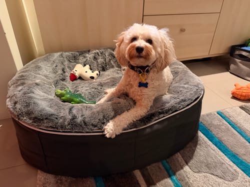 Customer photo review of Medium Rebound Foam Mattress Dog Bed - Interior/Outdoor