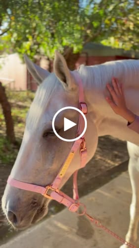 Customer video review of iCavalos - Horse halter & Lead set (7 Days)