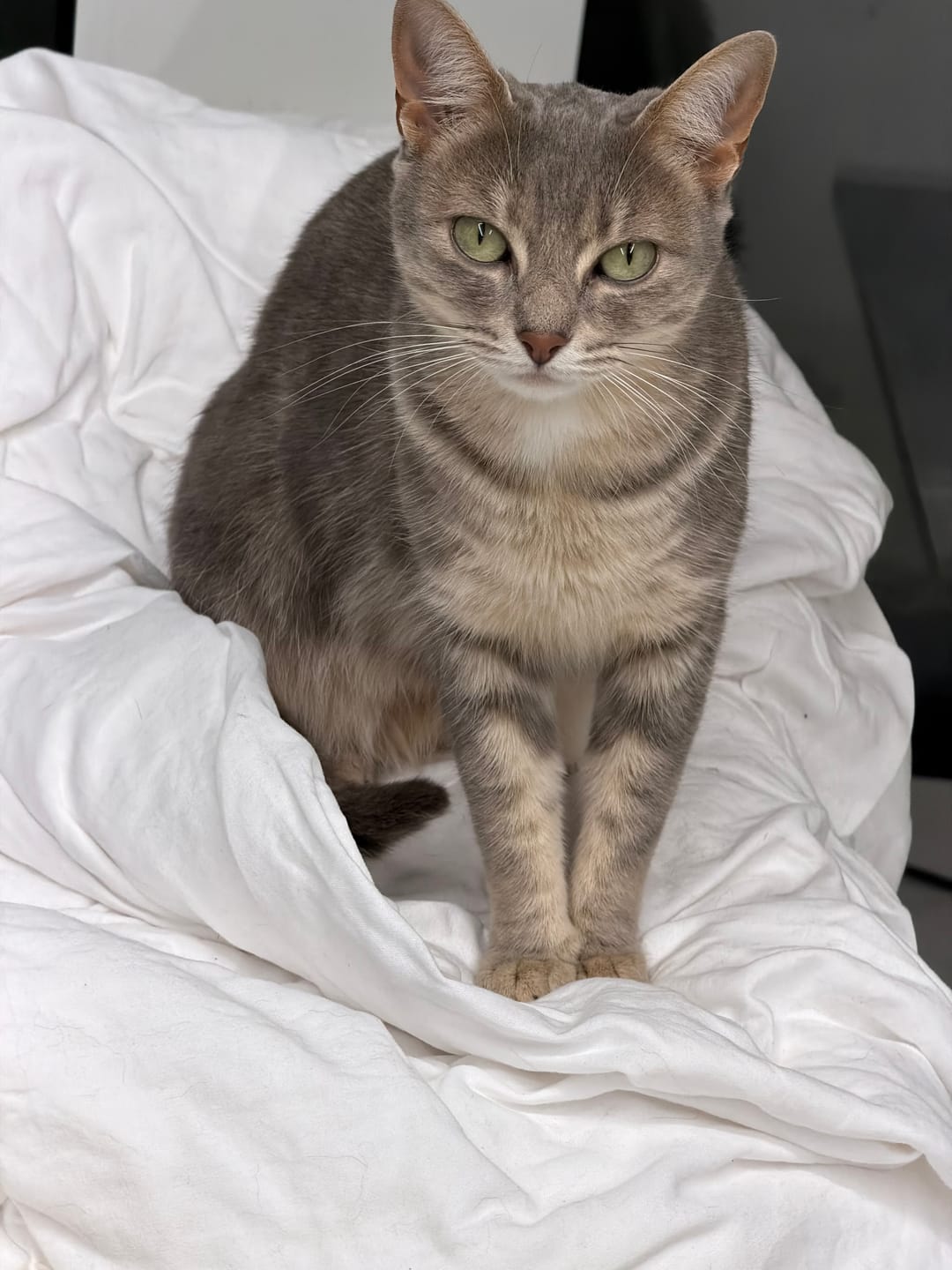 Customer photo review of Bravecto PLUS for Medium Cats 2.8kg- 6.25kg Spot-On Solution - Blue