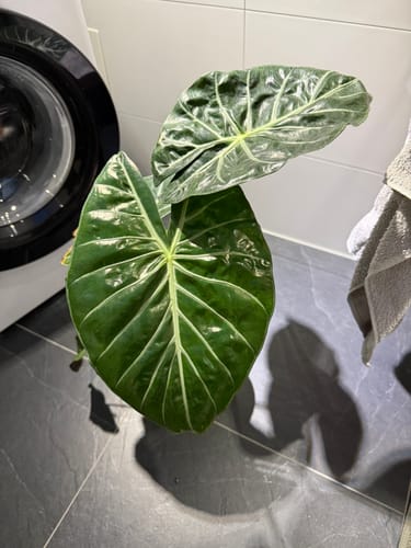 dünger für aquarienpflanzen AQUASAN Plantomax Pflanzendünger PLUS für Aquarien