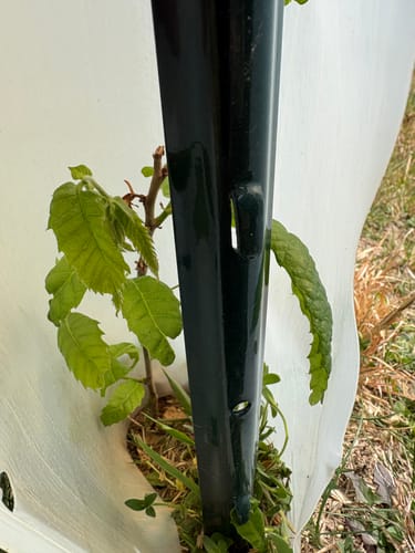 Customer photo review of Tree Pro Grow Tubes