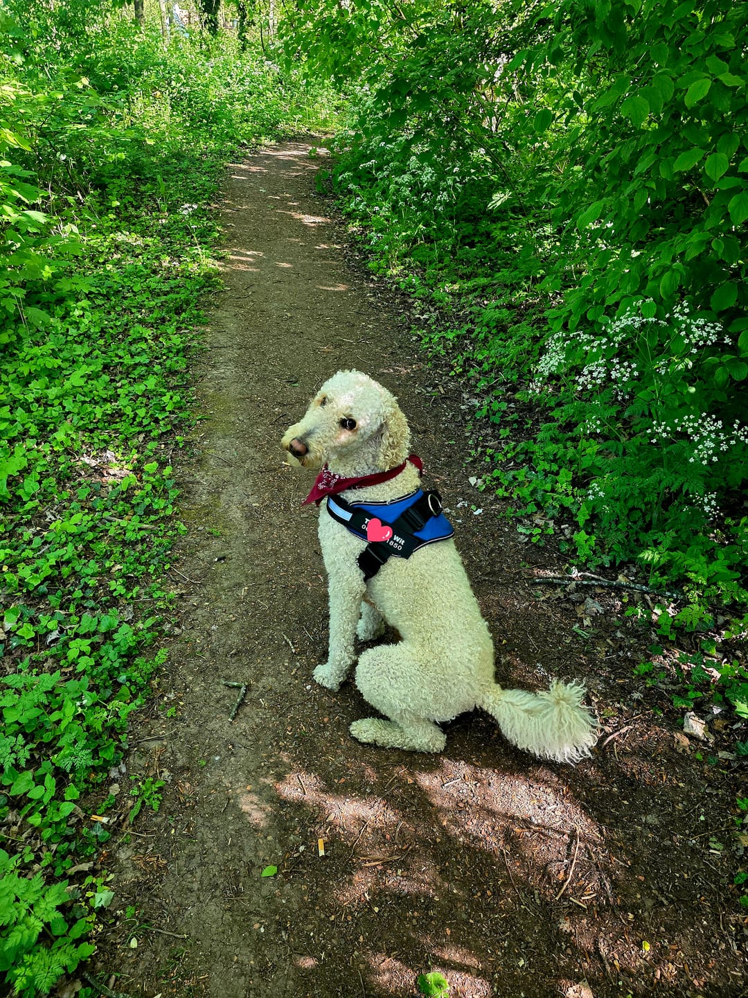 Customer photo review of PawGuard - Gepersonaliseerd Hondentuigje