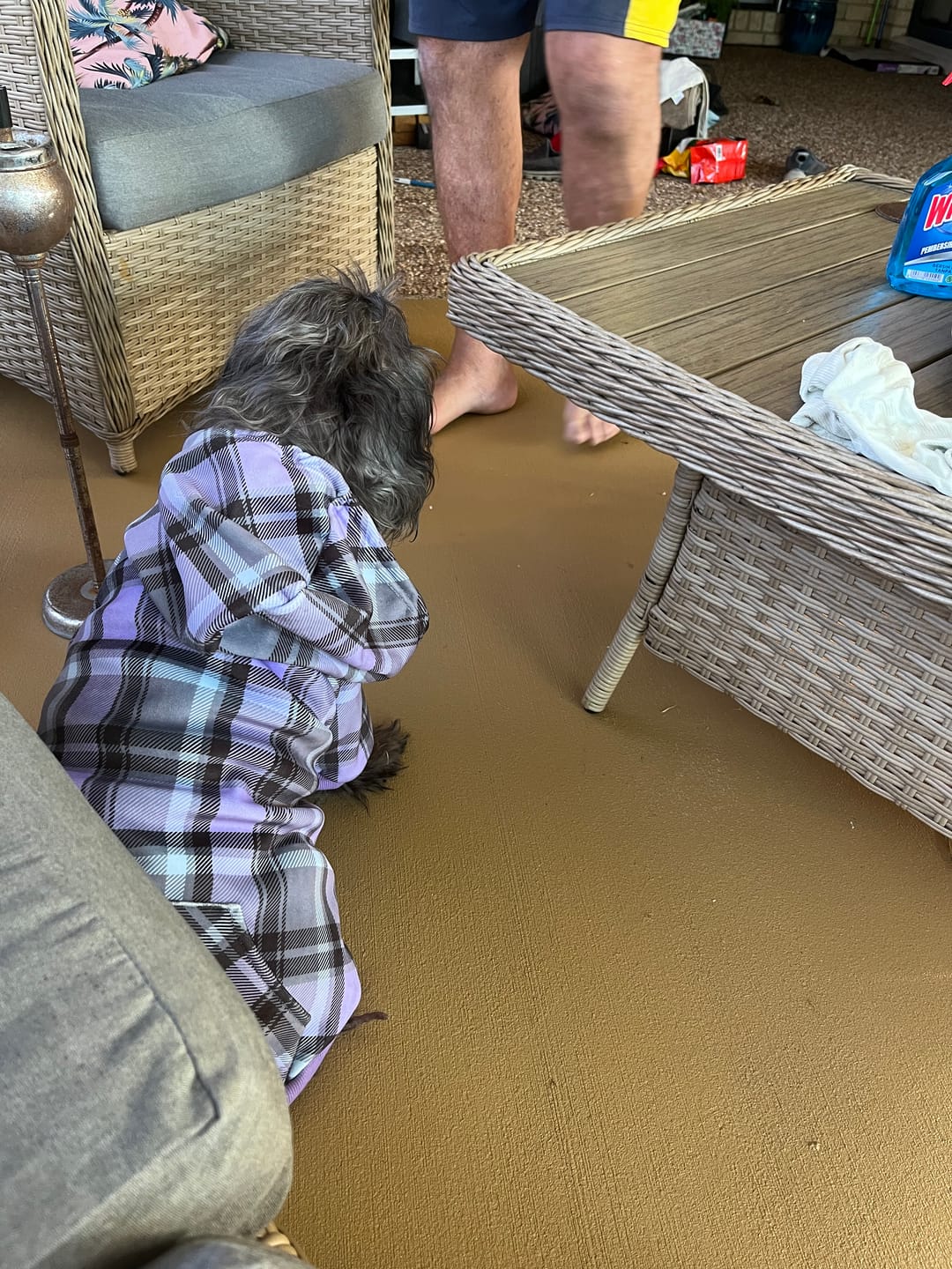 Customer photo review of Plaid Dog Hoodies