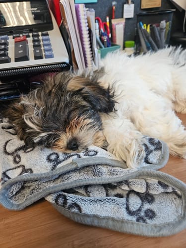 Reviewer's small fluffy dog sleeping soundly on the Anti-Stress Blanket on an office desk.
