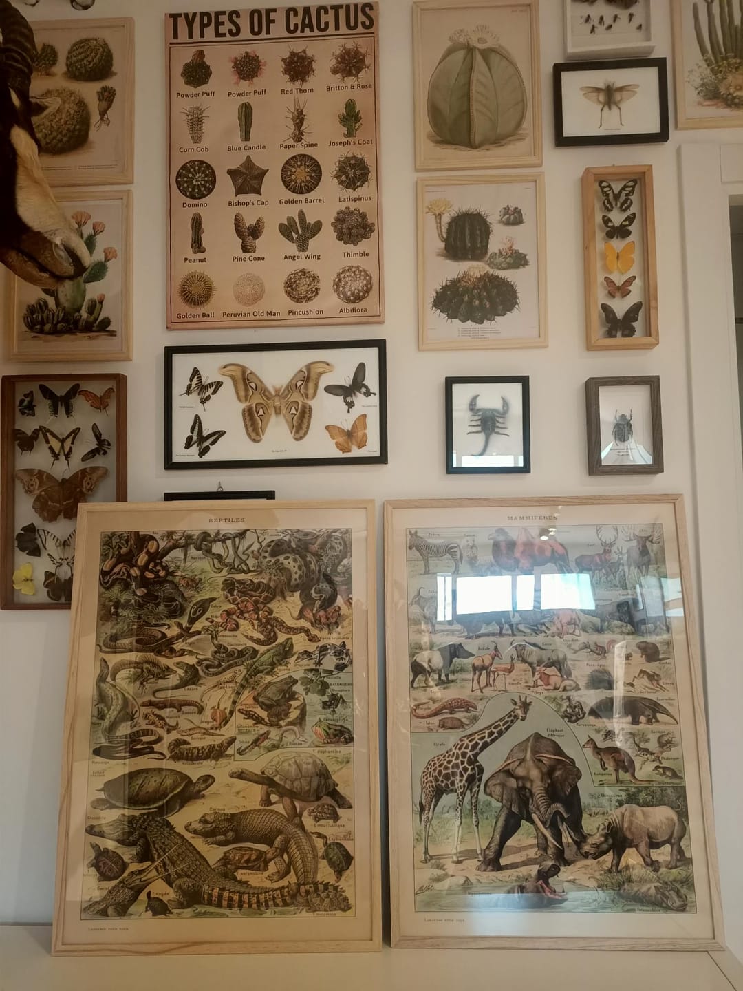 Customer photo review of Mammals (1) by Adolphe Millot, 1890 - Hooved Animals, Marsupials