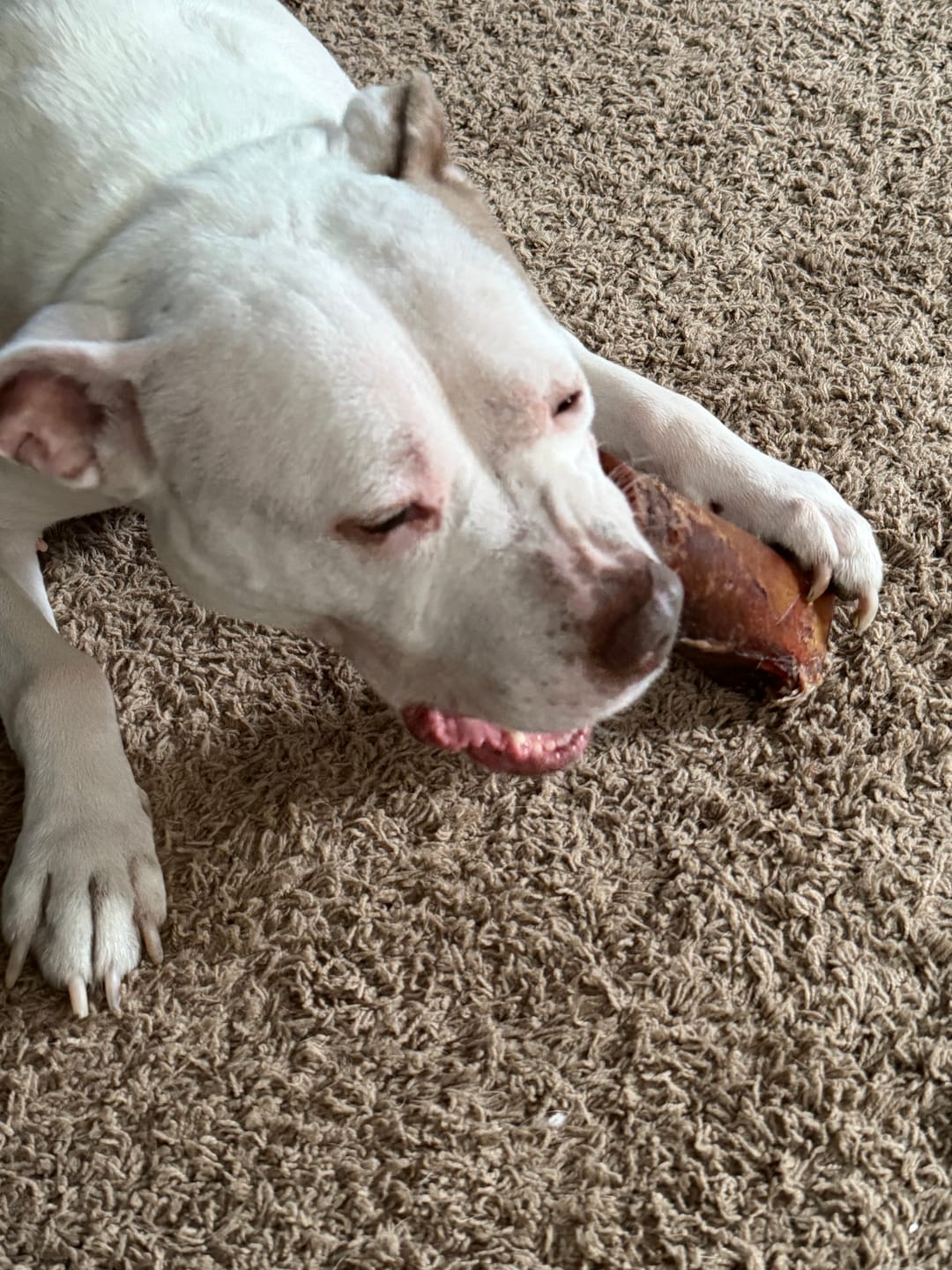 Customer photo review of Gift Bundle: 2 Large Yak Chews and a 6" Hickory Smoked Bully Stick
