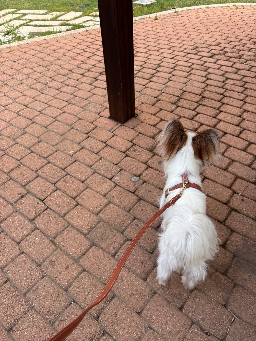 Customer photo review of רתמה לכלב מעור נאפה איטלקי | GABRIELE DOG HARNESS