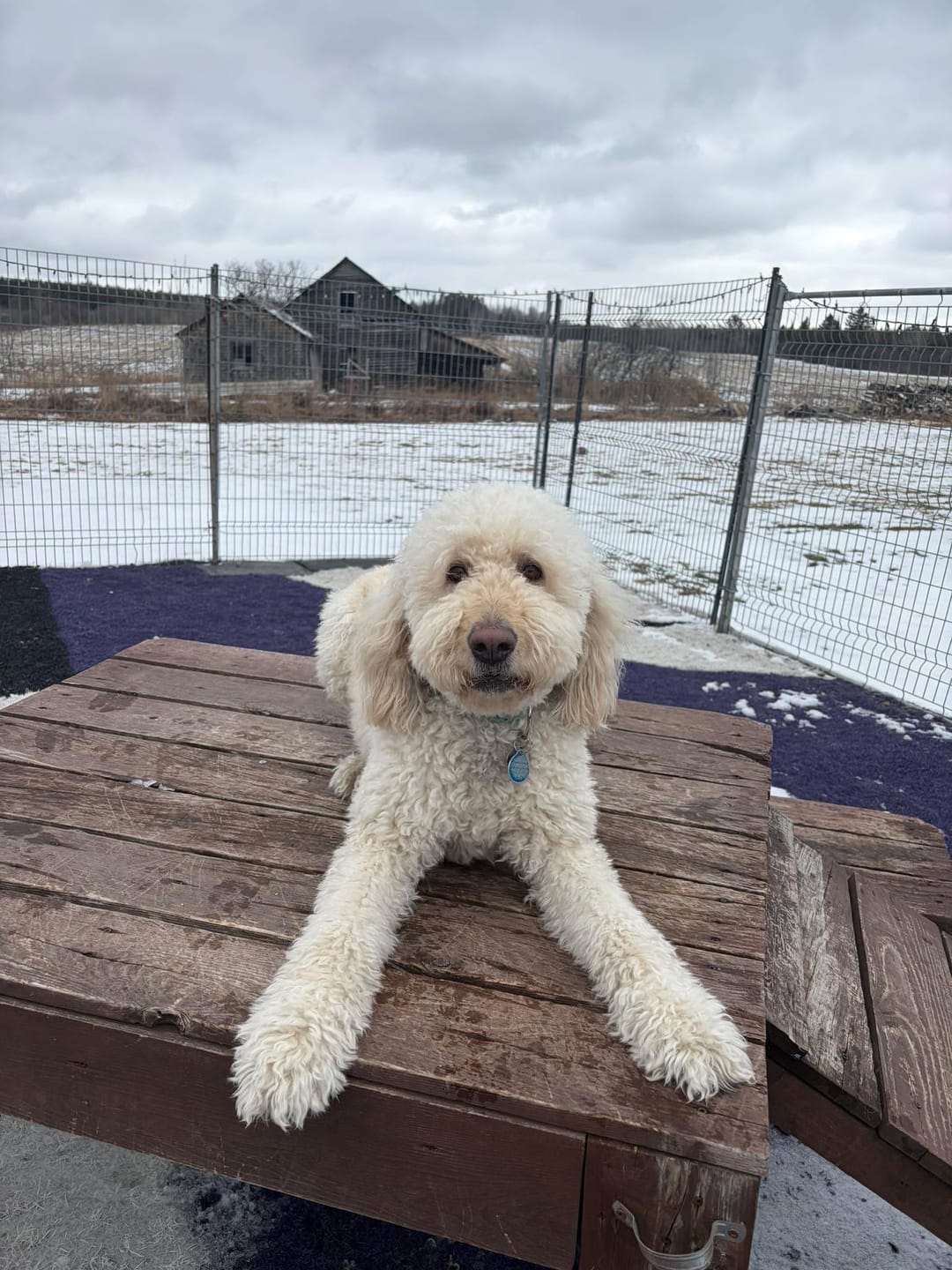 Customer photo review of COMBO ALLERGIES pour chiens et chats: OREL,TOXY