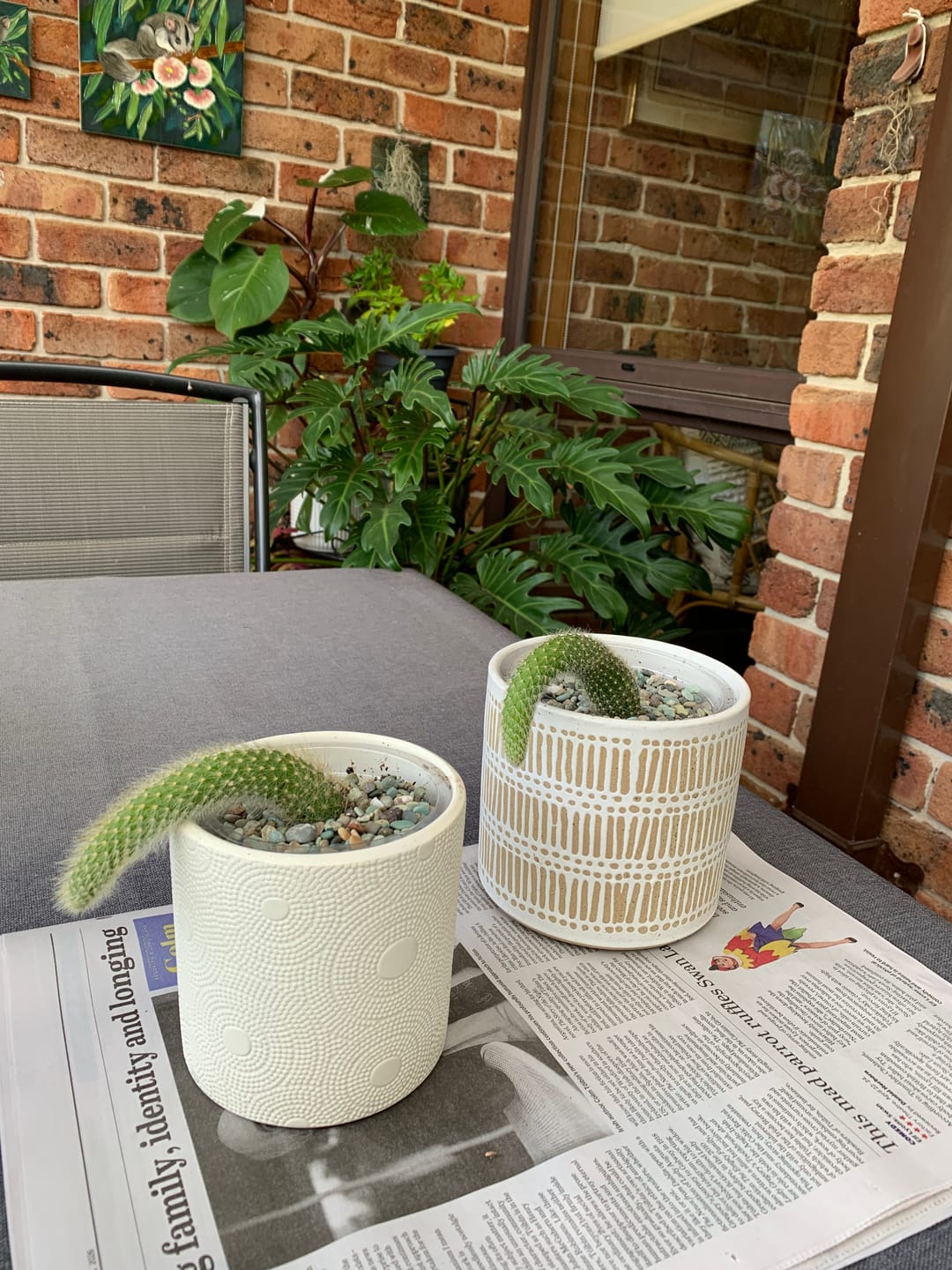 Customer photo review of Monkey Tail Cactus
