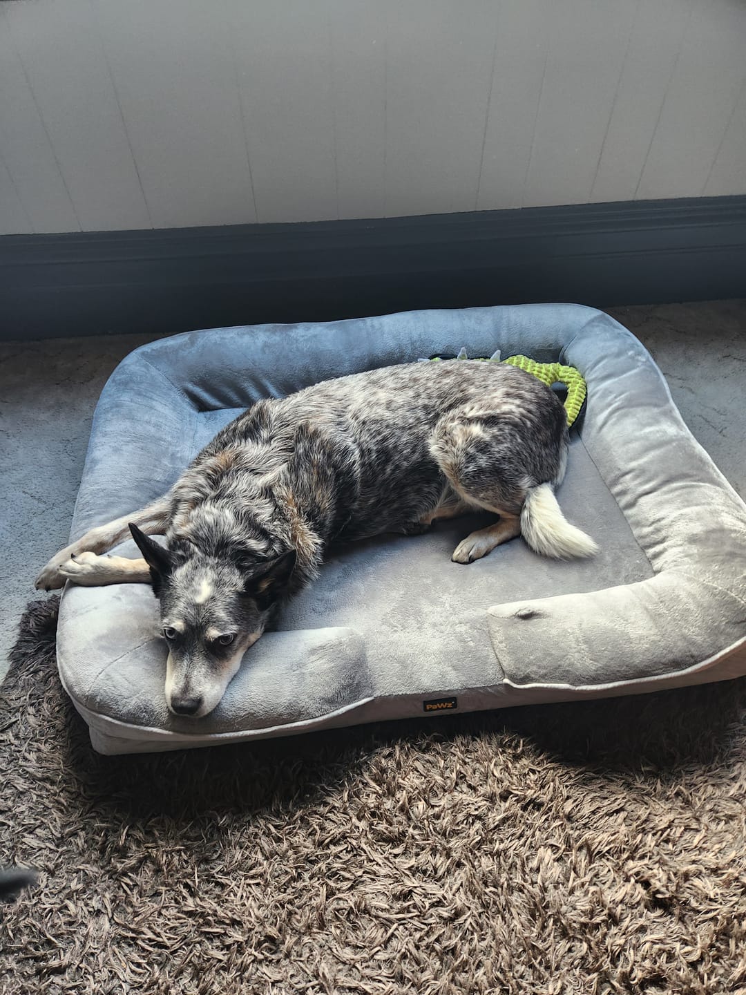 Customer photo review of Memory Foam Pet Sofa Bed