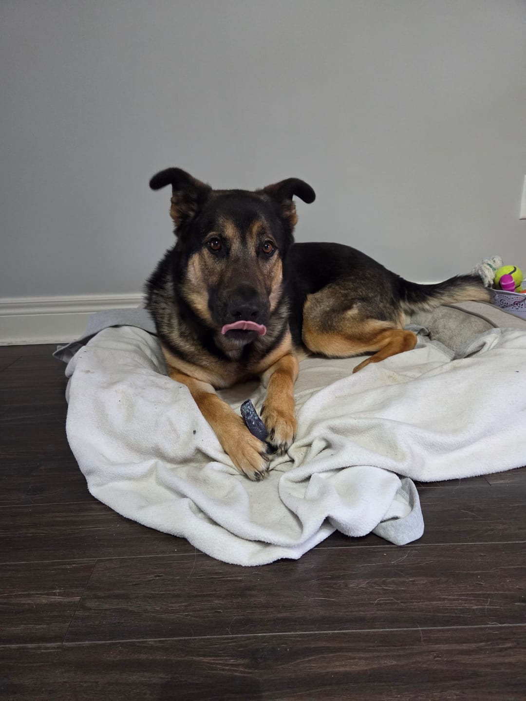Customer photo review of 12 Inch Jumbo Bully Stick