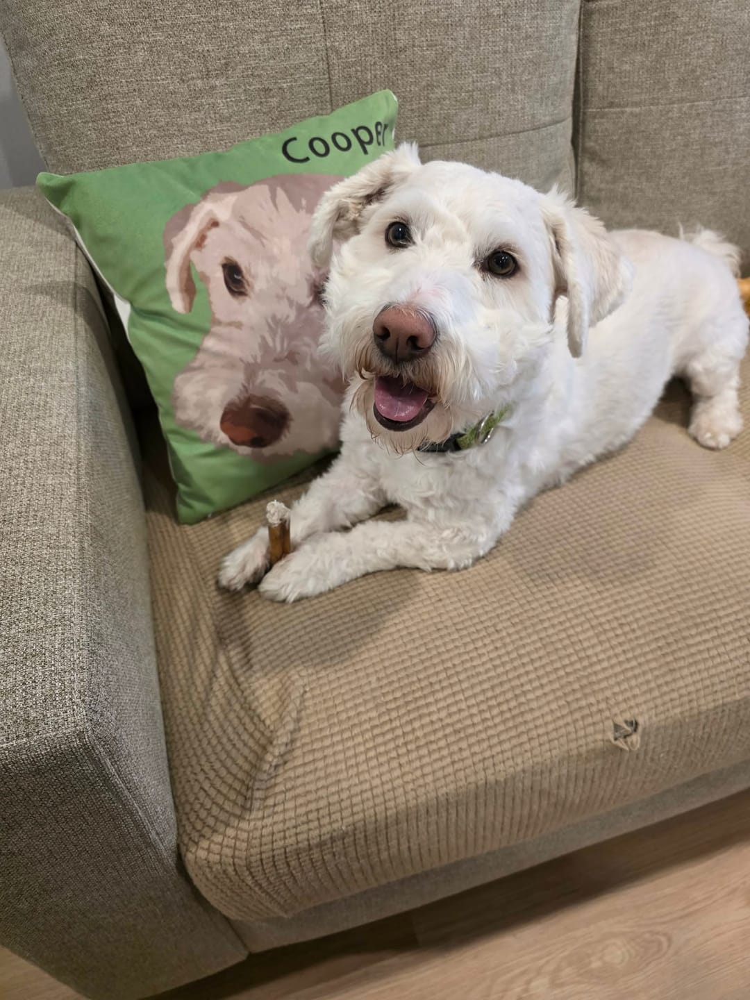 Customer photo review of 6 Inch Standard Bully Stick