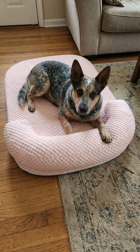 Customer photo review of ChillBuddy Pet Cooling Bed: Cool Comfort Deluxe