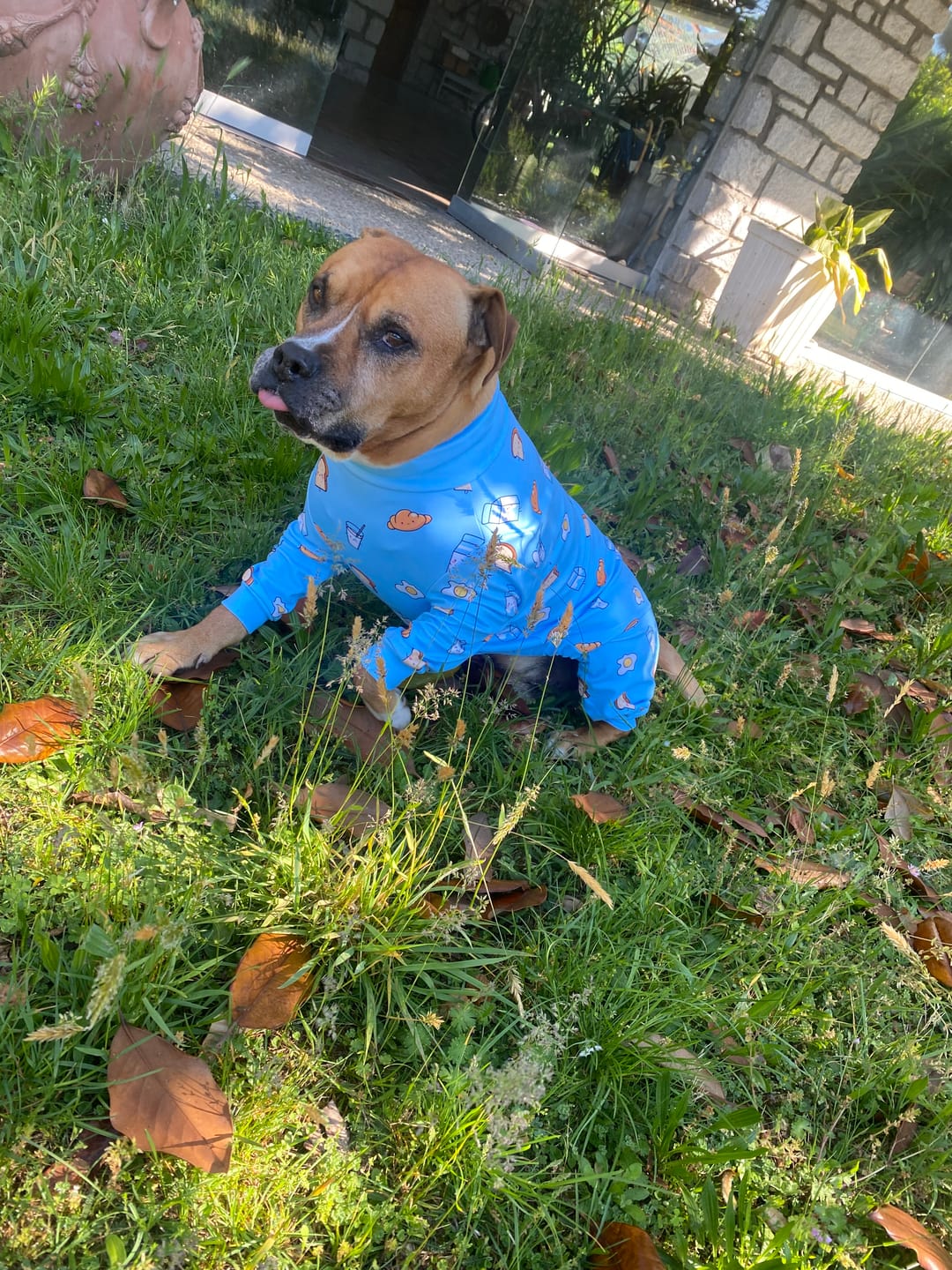 Customer photo review of Dog Pajama - Breakfast Blue