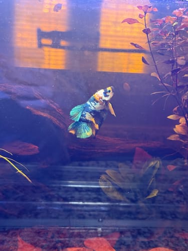 Customer's multi-colored Koi Yellow Galaxy Betta Fish swimming in a planted aquarium.