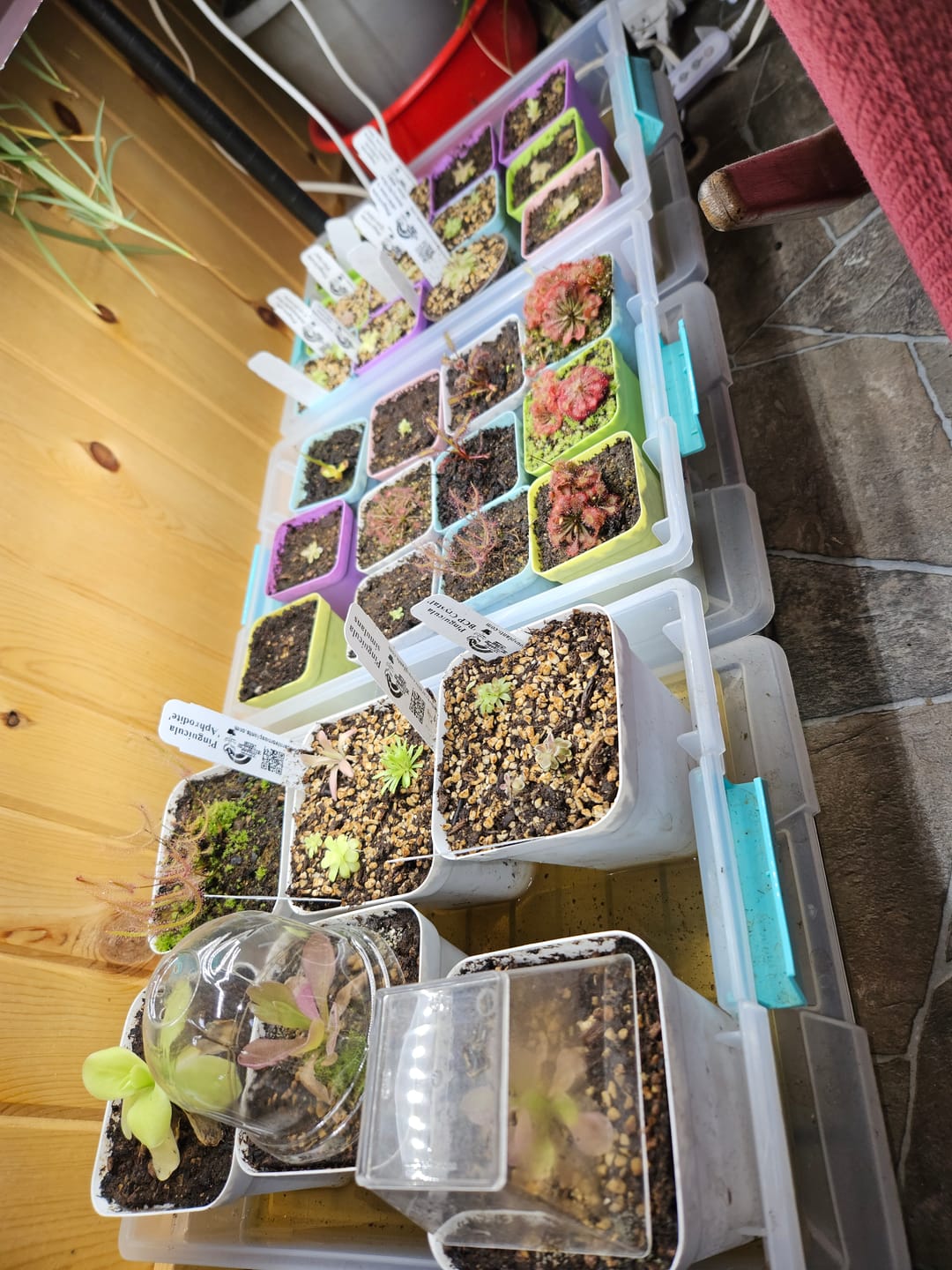Customer photo review of Mystery rock kit Pinguicula bundle