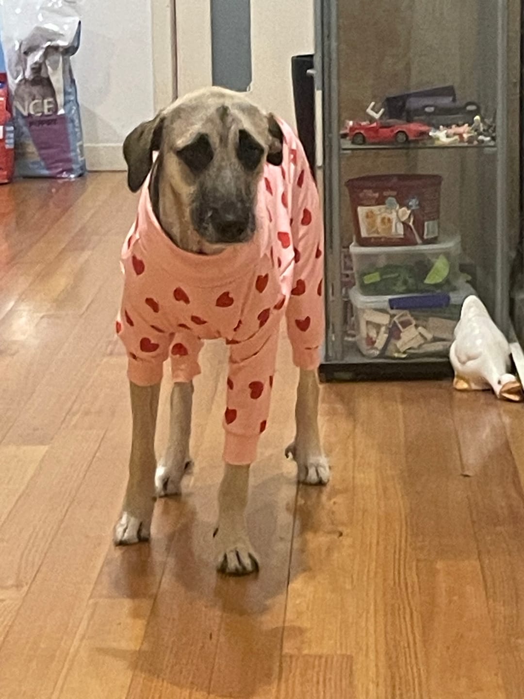Customer photo review of Dog Pajama - Pink Hearts