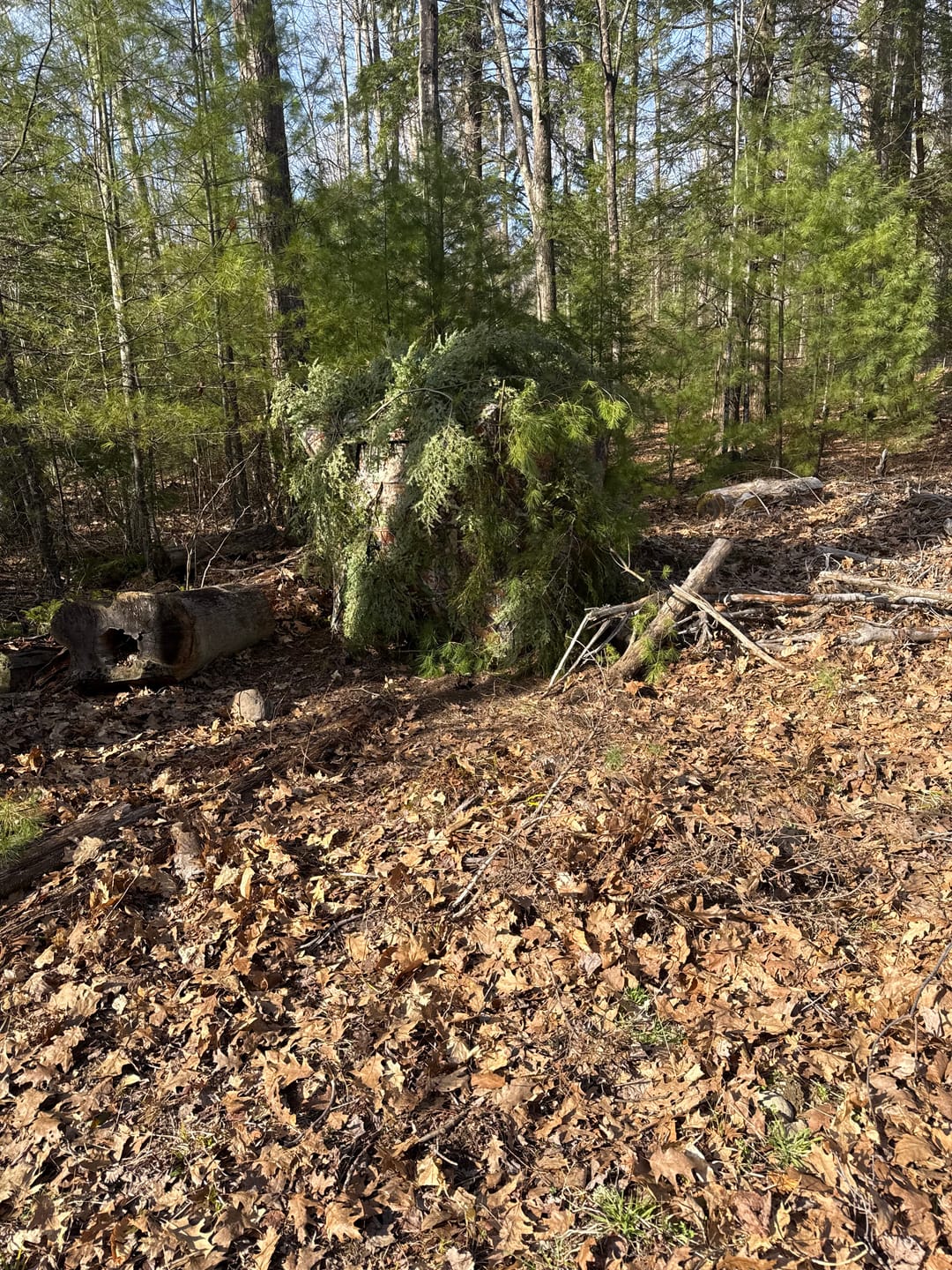 Customer photo review of VisX/VisMax See Through Hunting Blind, Pop Up Ground Deer Blind