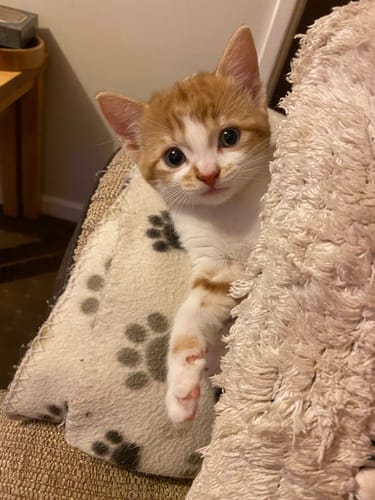 Customer photo review of 1 Month Supply – 1 Cat