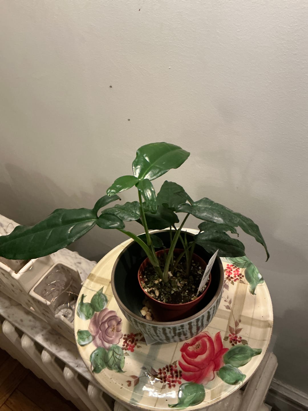 Customer photo review of Syngonium auritum