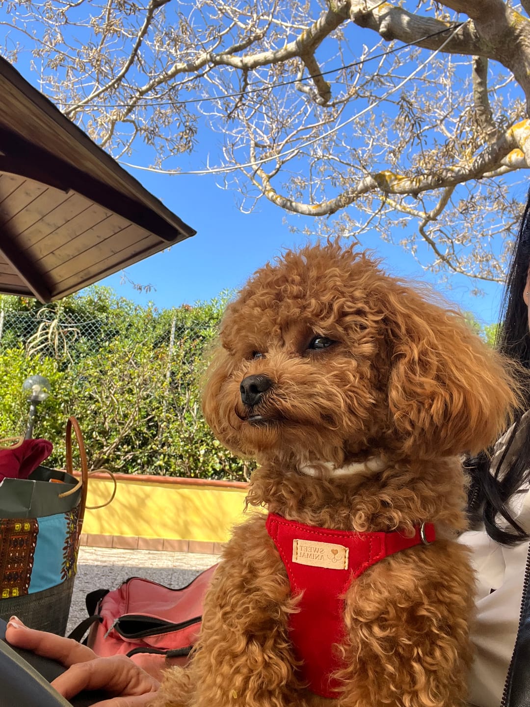 Customer photo review of Pettorina e guinzaglio Sweet Suede™