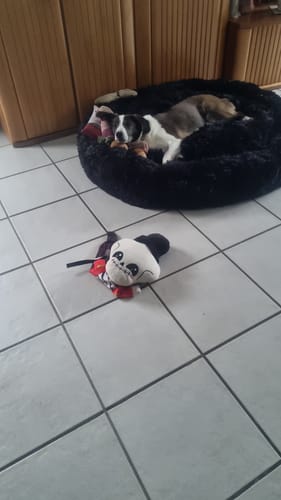 Ein Kunde zeigt seinen Hund, der bequem in einem großen, schwarzen Hundebett Fluffy Plus liegt.