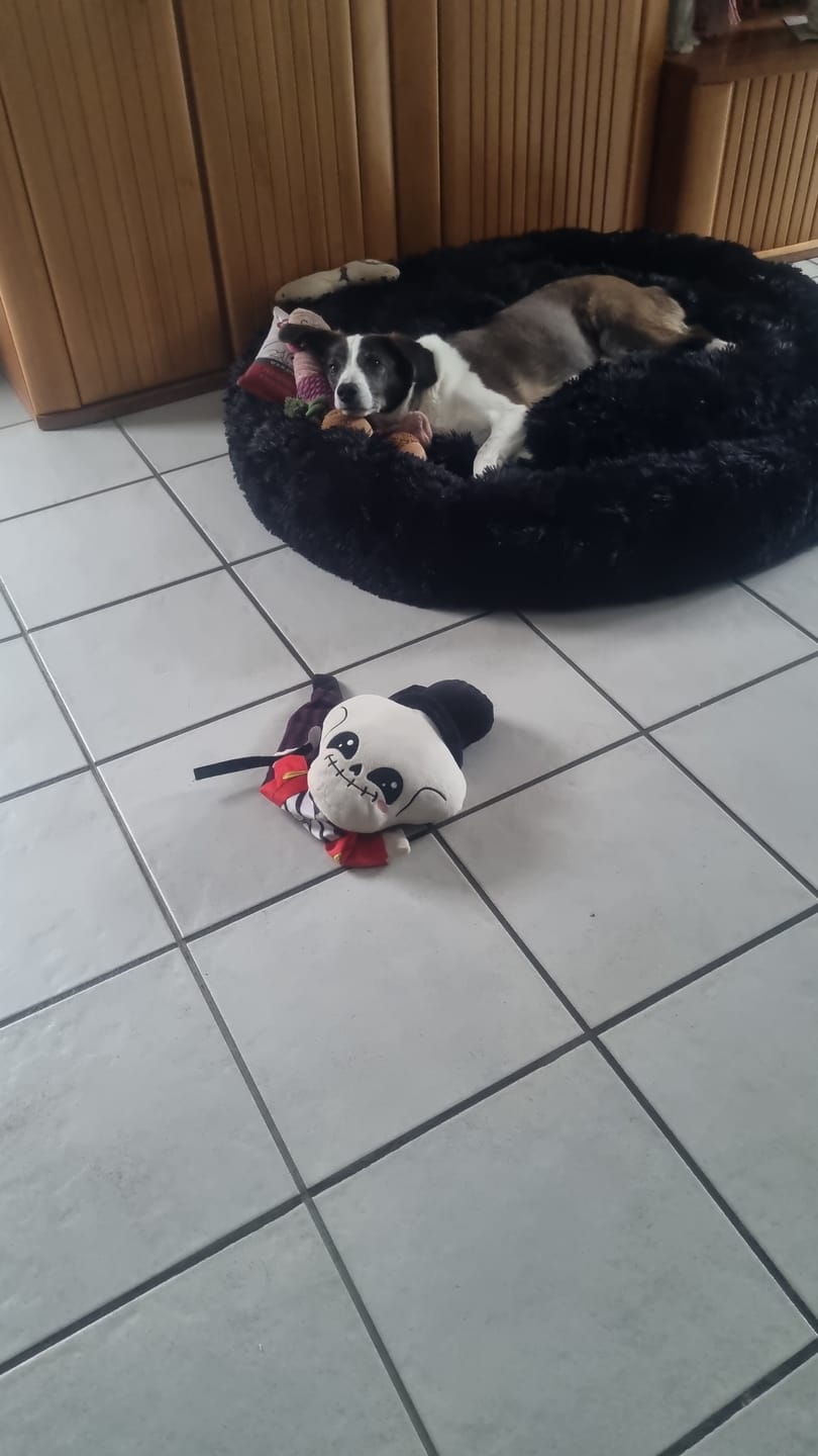 Customer photo review of Hundebett Fluffy Plus - Das Original