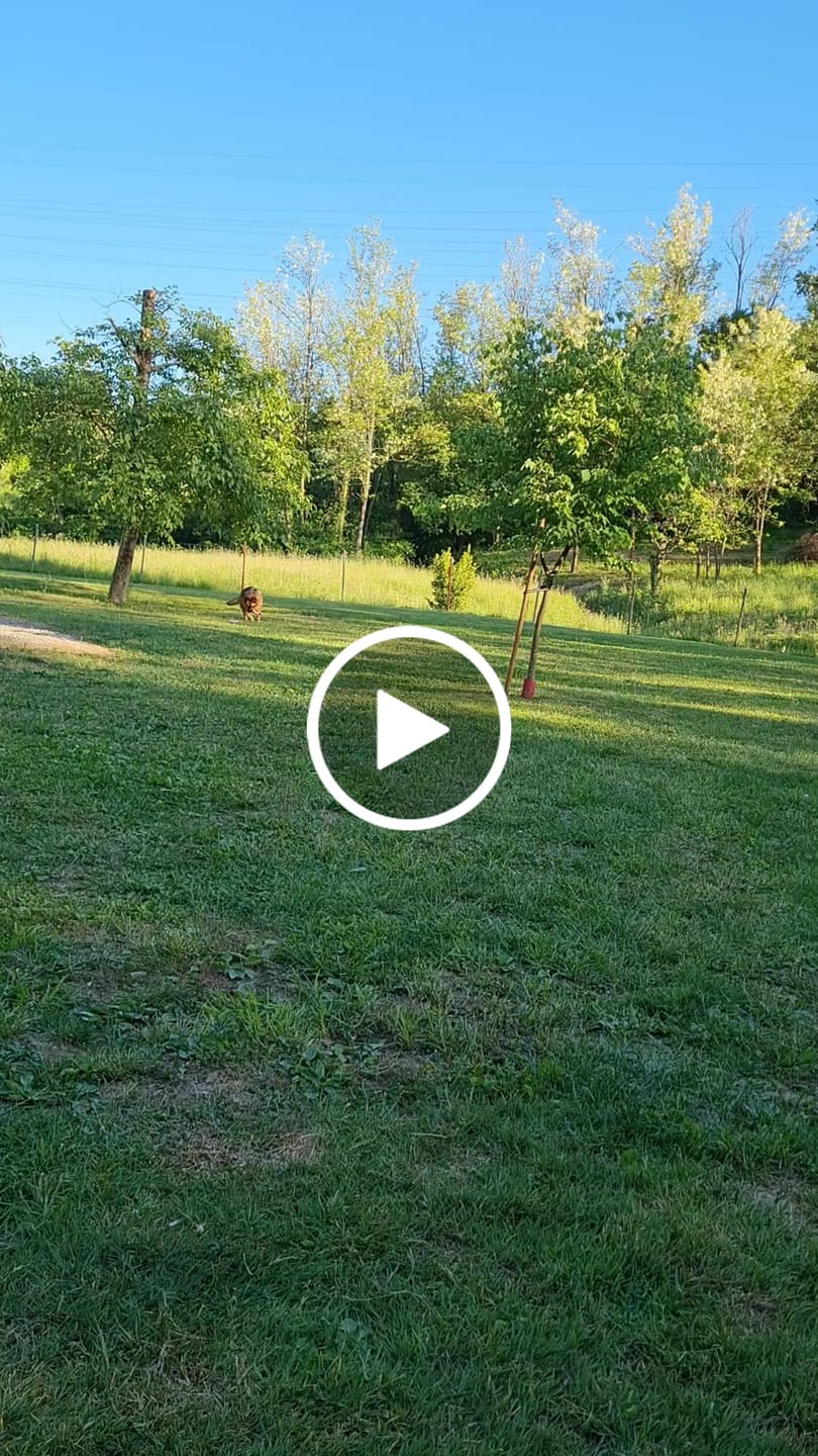 Customer video review of MobiMix za pse in mačke