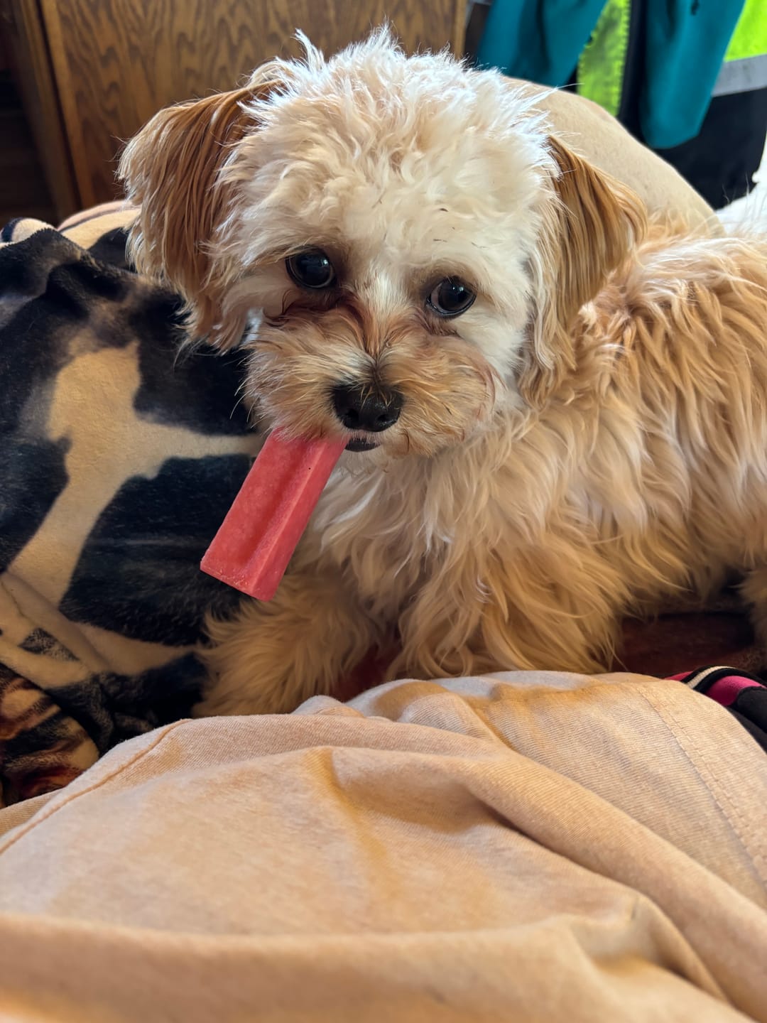 Customer photo review of Strawberry Yak Chews