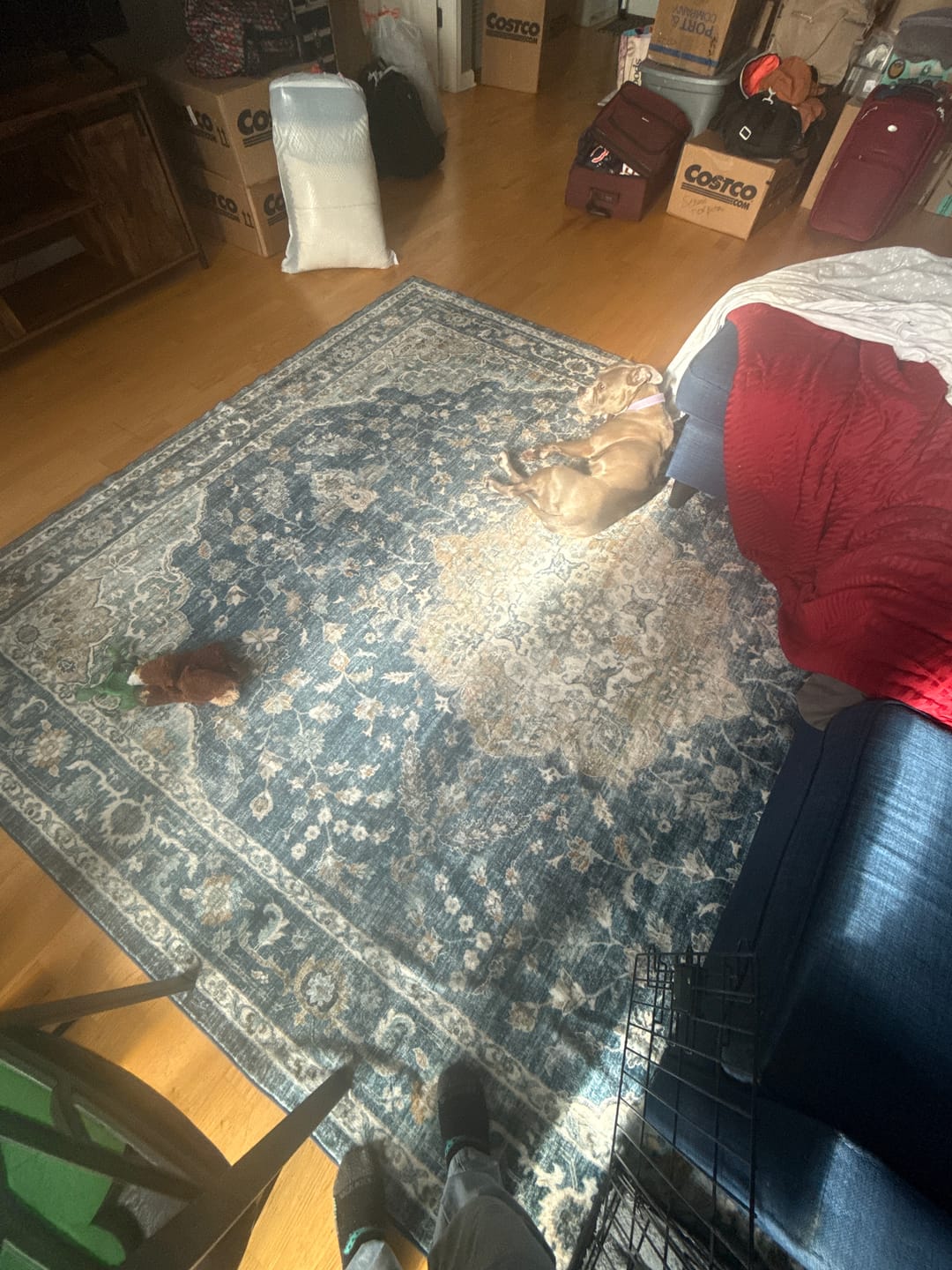 Customer photo review of Ember Washable Area Rug - Blue