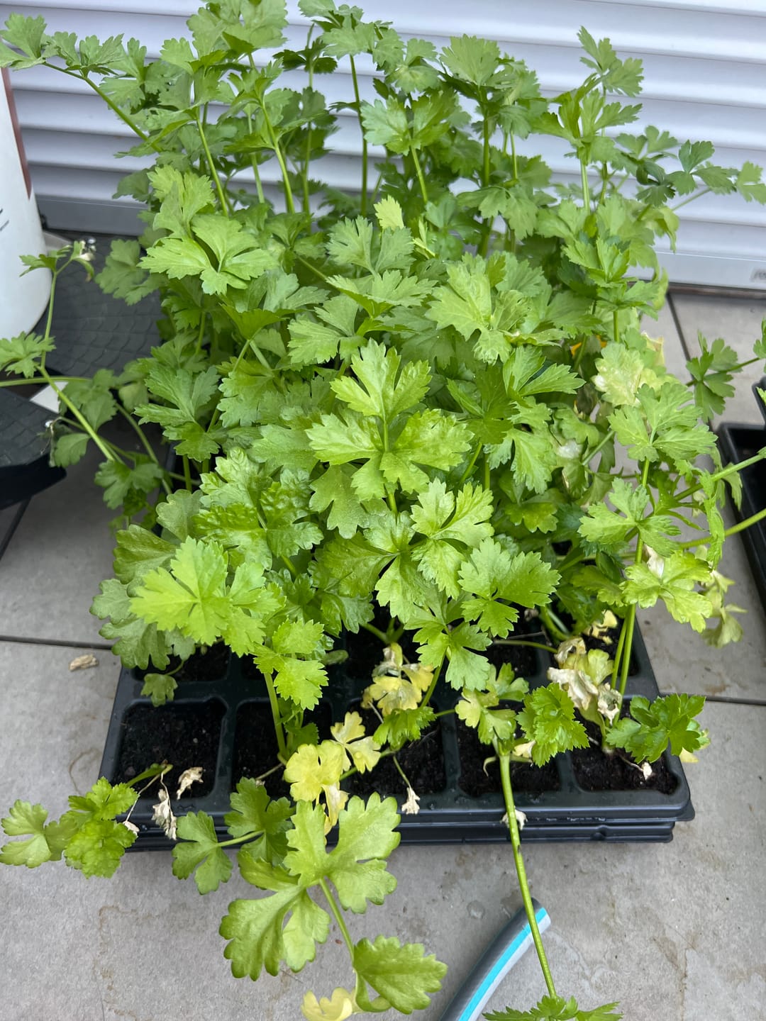Customer photo review of QuickPot Anzuchtplatten